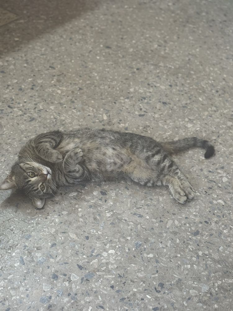 Красивый кот ищет дом!