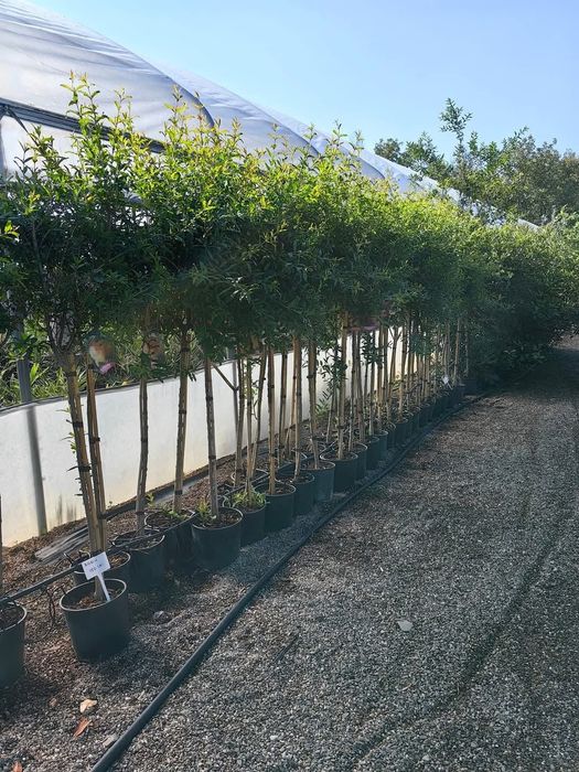 Rodie Acco anul 3 si 4 la ghiveci