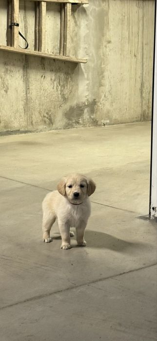 Продавам женски голдън ретривър