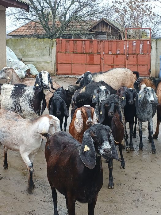 Vând 3 țapi și 14 capre anglonubiene