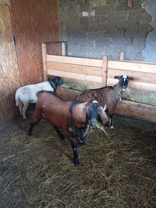 Țap anglonubian de vânzare