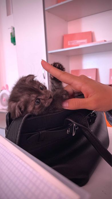 Котёнок, приручен к лотку, возраст 1.5 месяцев
