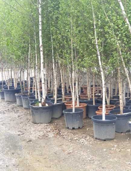Plante Decorative Foioase • Tei • Mesteacăn • Carpen