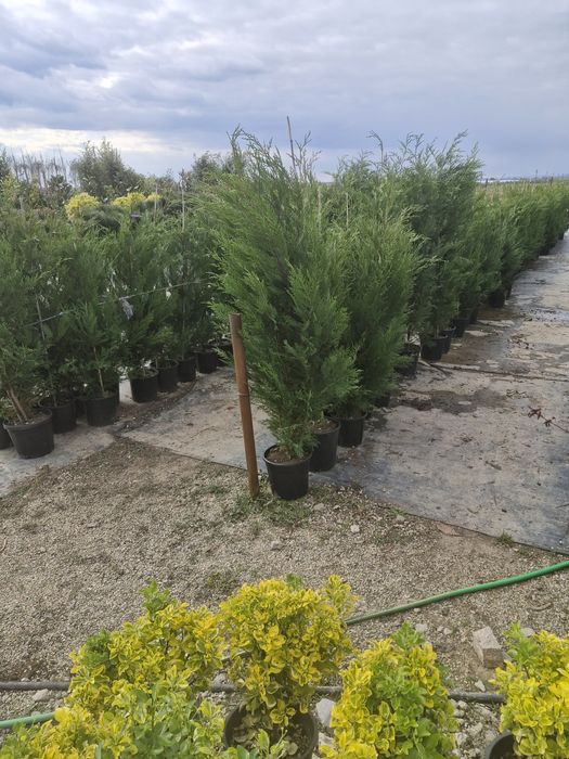 Tuia leylandii super oferta gazon rulou sport rustic