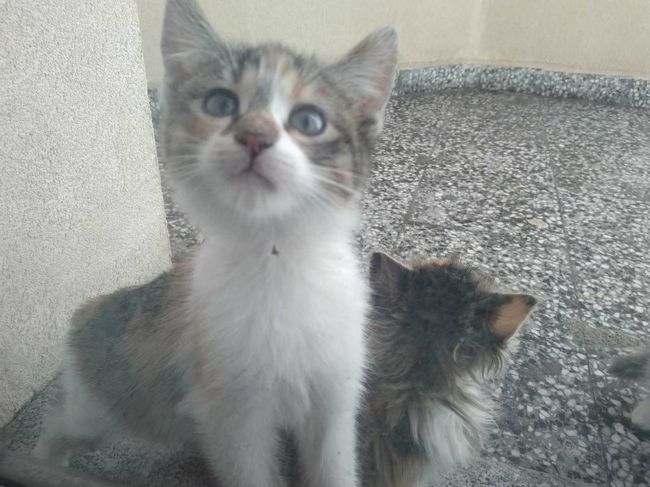 Две котешки момичета търсят своя добър и грижовен осиновител