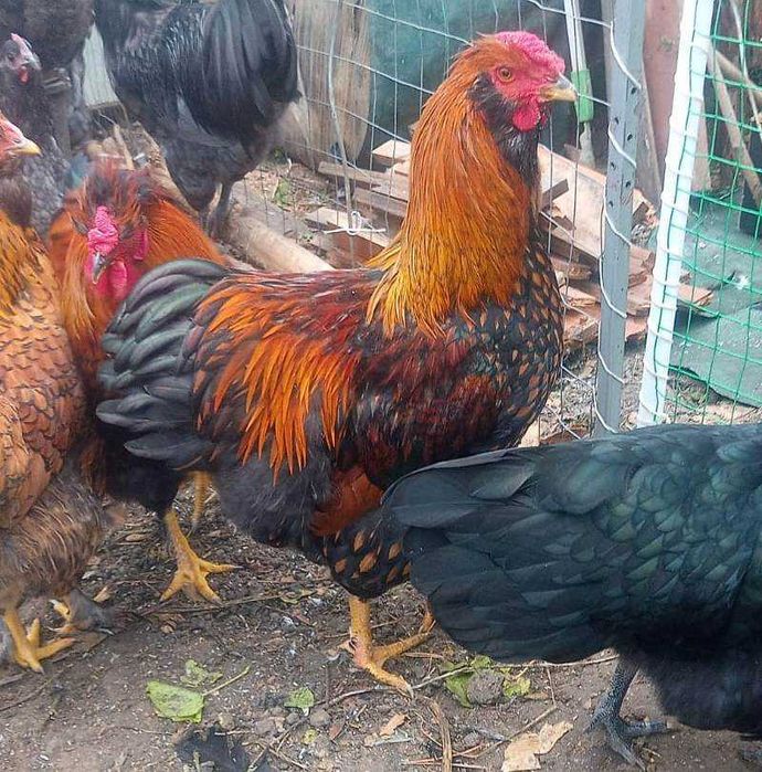 Cocosi de fite - pentru cunoscatori - australorp si alte rase