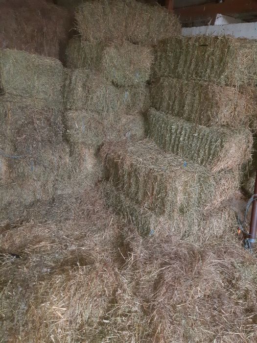 Baloți lucerna coasa 3