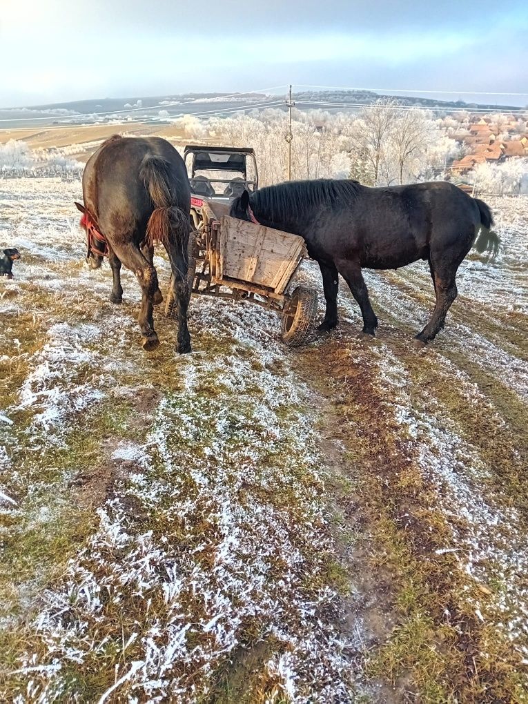 Se vând 2  armăsari.