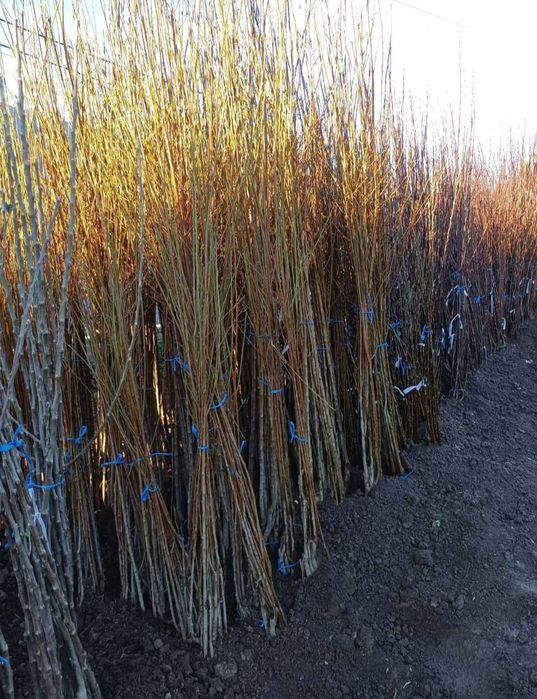 Pomi fructiferi certificati