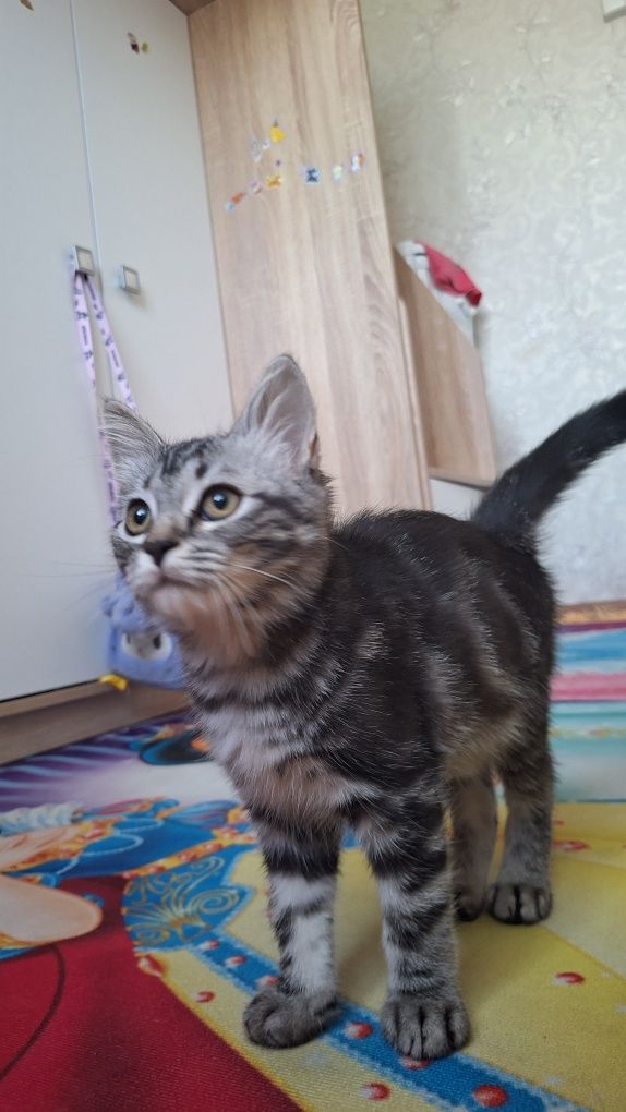 Котенок 4 мес бесплатно
