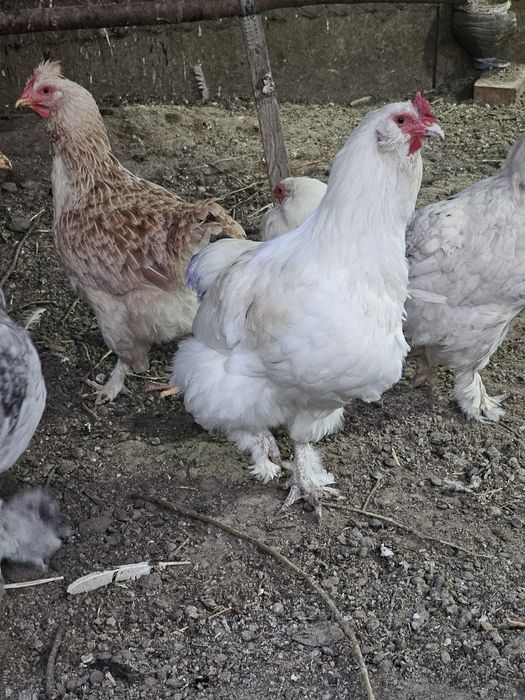 Куры и петухи домашние