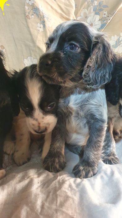 Продаются щенки русского спаниеля