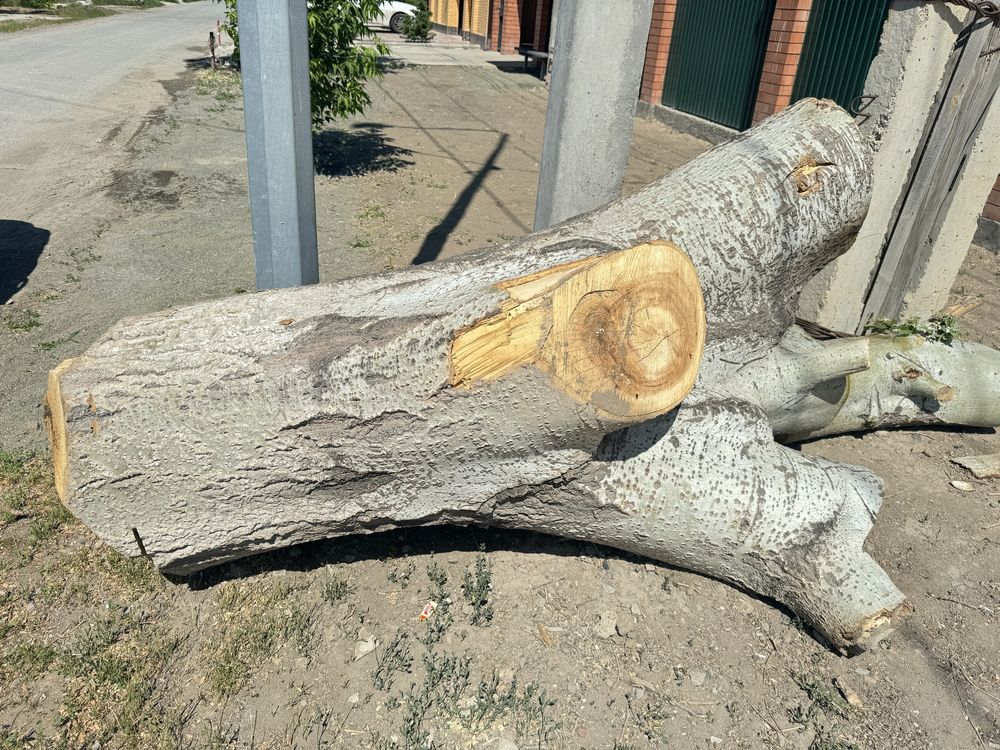 Дрова тополь .дрова тополь .