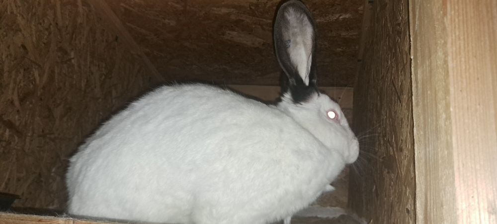 Vând iepuri uriasi de Transilvania