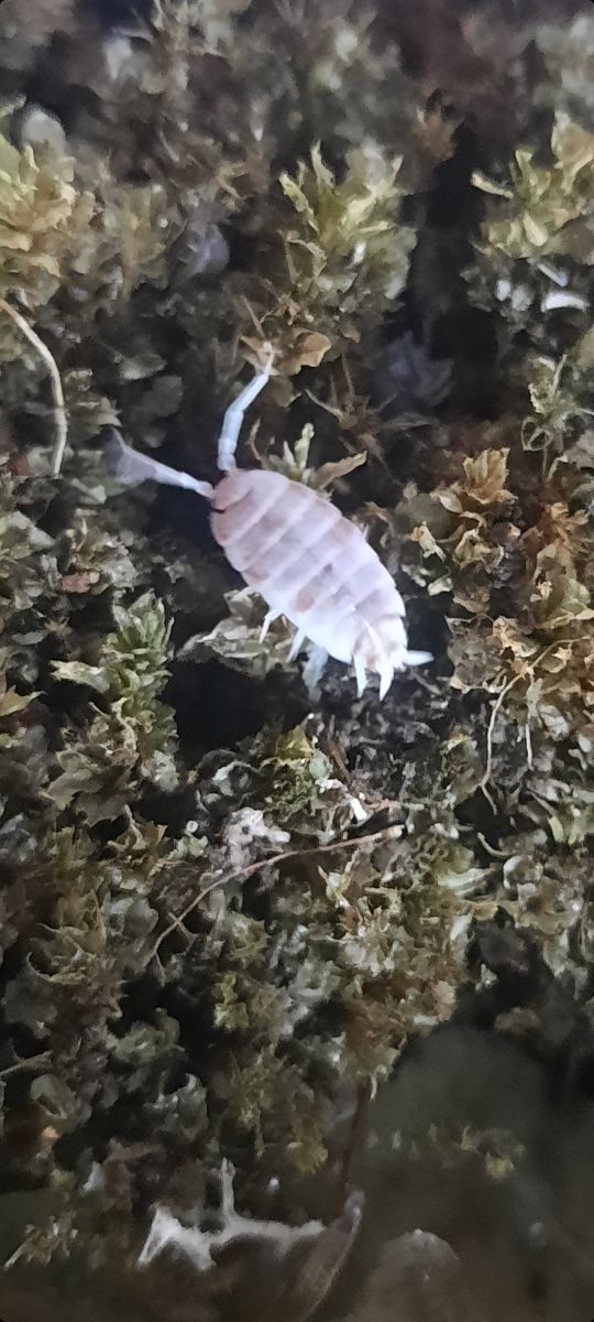 Porcellio laevis orang