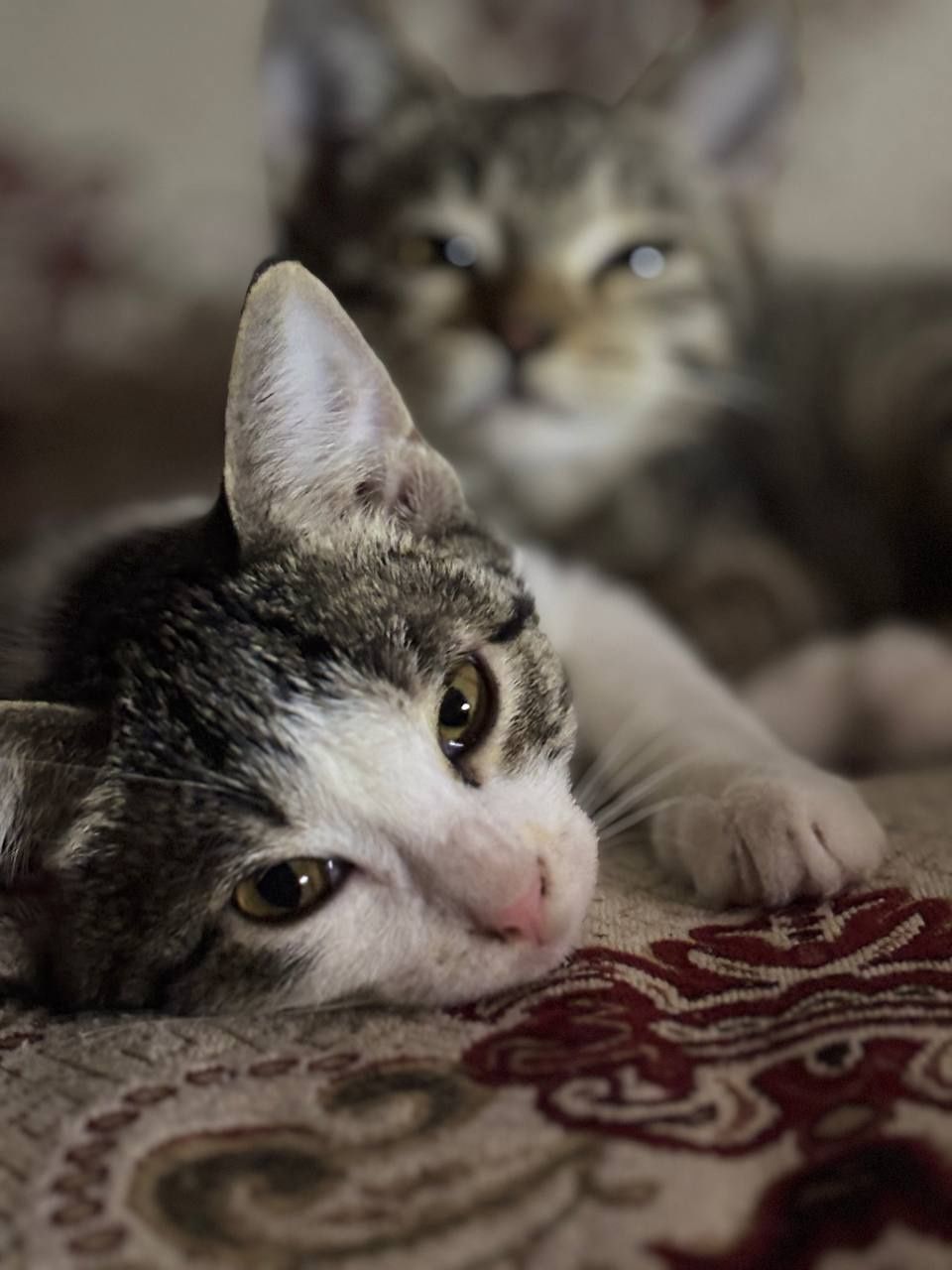 Котята ищут дом, спасённые с улицы малыши
