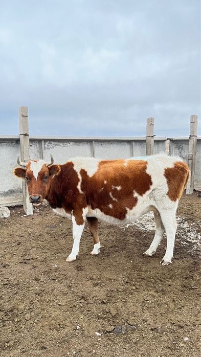 4 бас сиыр сатылады