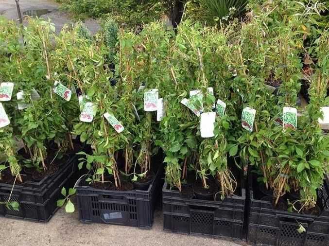 Vita de Canada (Parthenocissus quinquefolia) oferta 100 buc