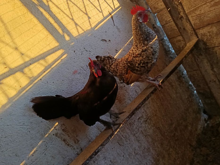 Vând cocoși la alegere