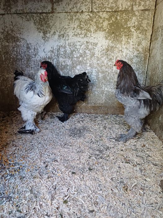 Vand gaini si cocosi brahma!