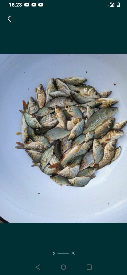 Crap koi, pește ,pești de o vară pt populare bal