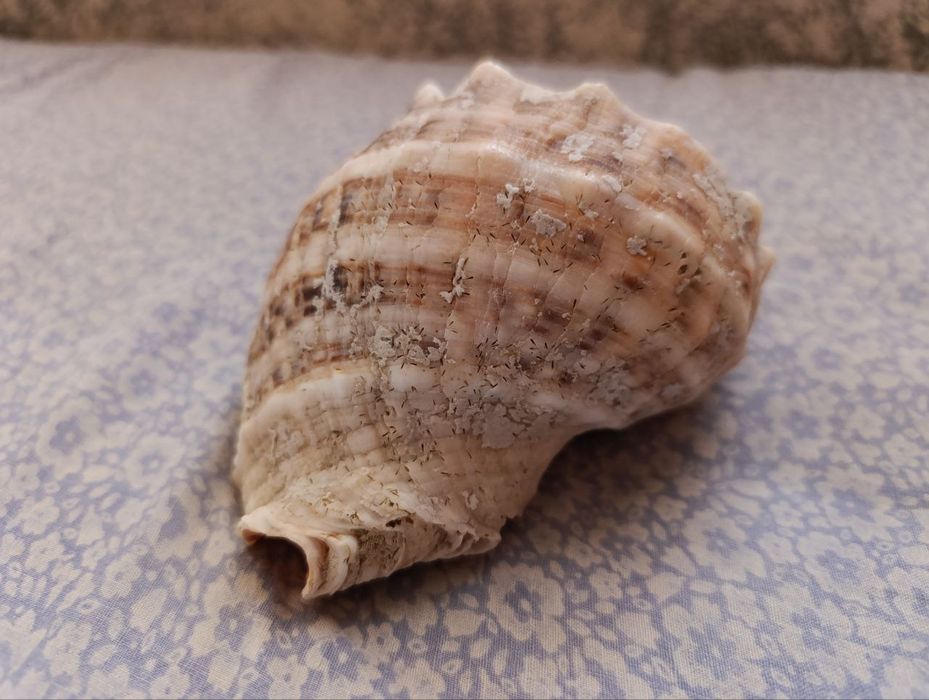 Ракушка морская  ( большая )