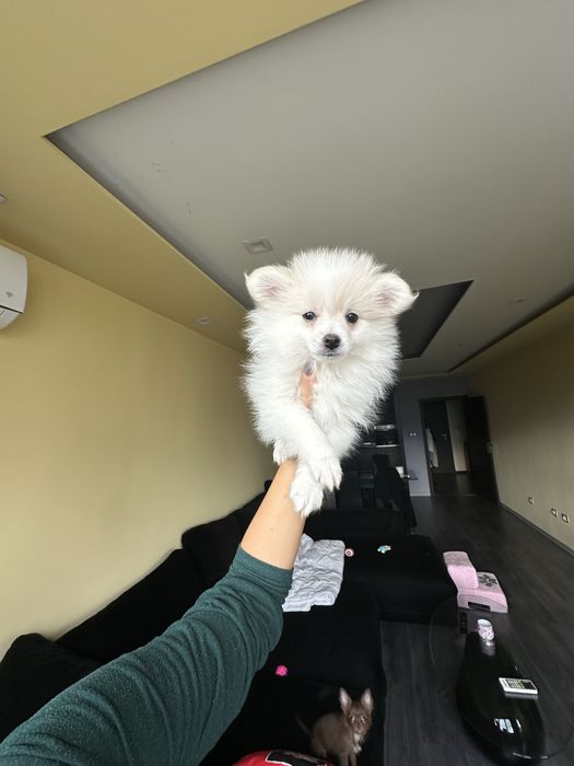 Померан на 2 месеца