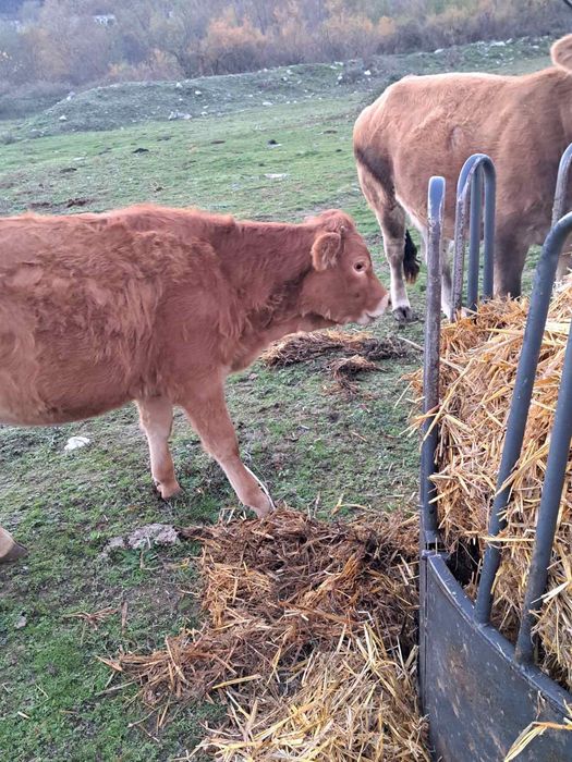 Продавам 5 женски телета