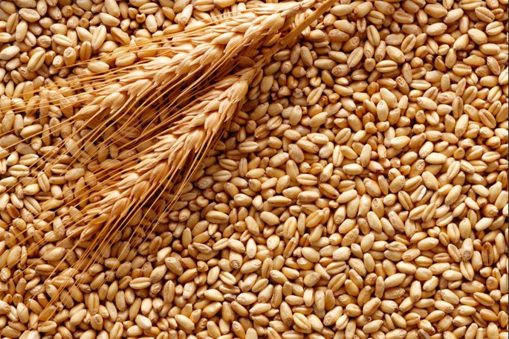Продавам пшеница реколта 2022