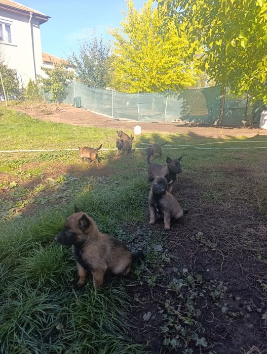 Чистокръвни малки белгийски овчарки Малинуа малионис