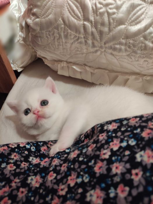 Продается шикарный белоснежный котенок девочка