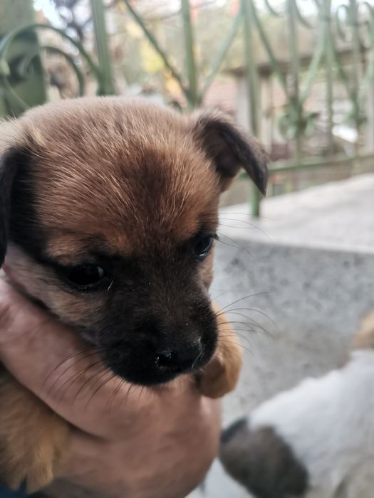 Подарявам кученца