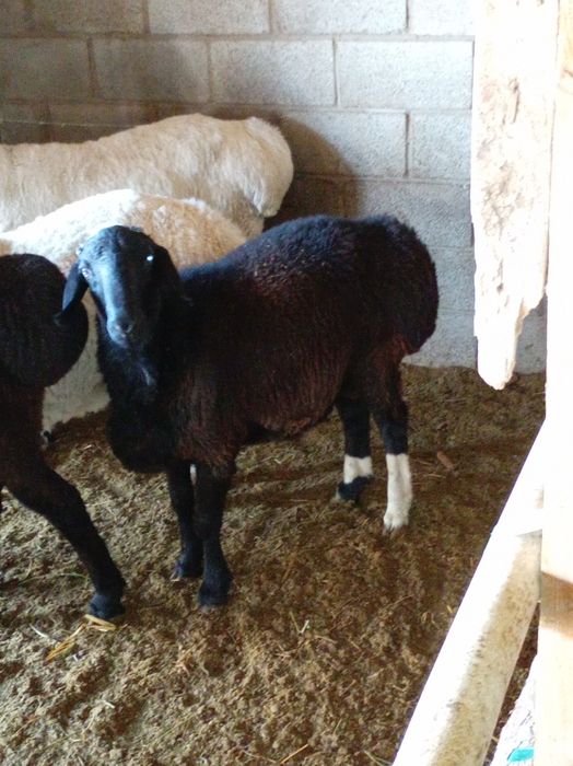 Тагал баралар сотилади