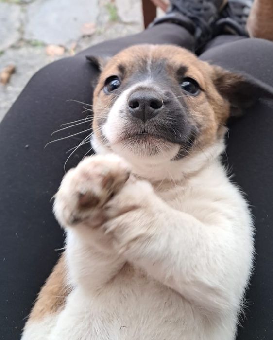 Donez caini talie medie