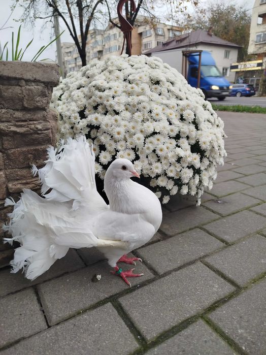 Porumbei albi și stâlpi florali în Iași