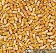 porumb de vânzare 2,5 tone