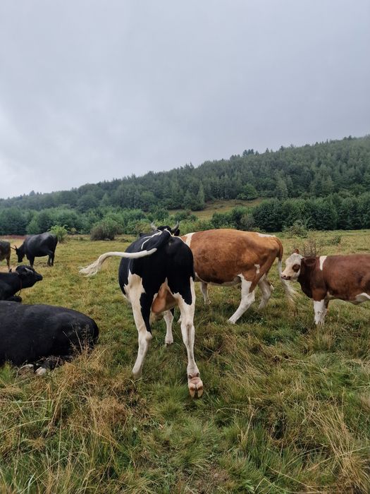 Taur / tauras Holstein