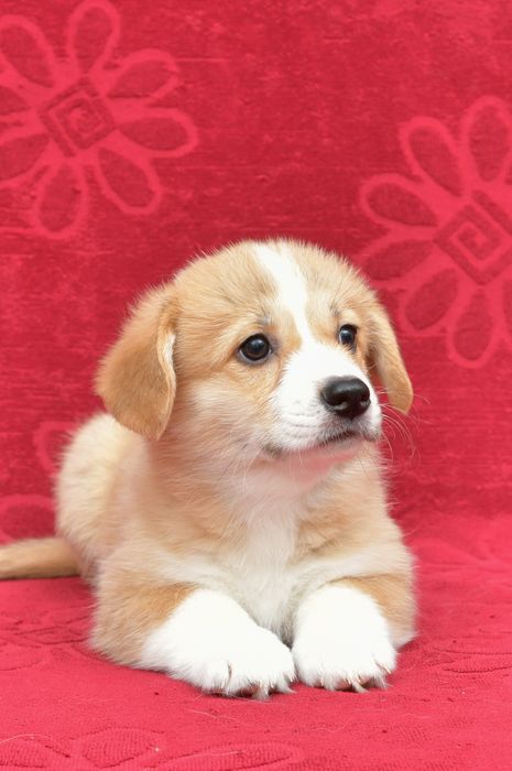 Фотограф, все виды съёмок.