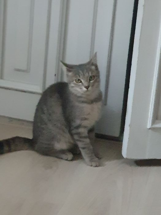 Отдам котенка в хорошие руки