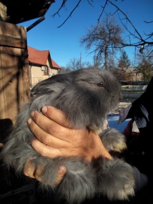 Продам кролика. Ему полтора месяца