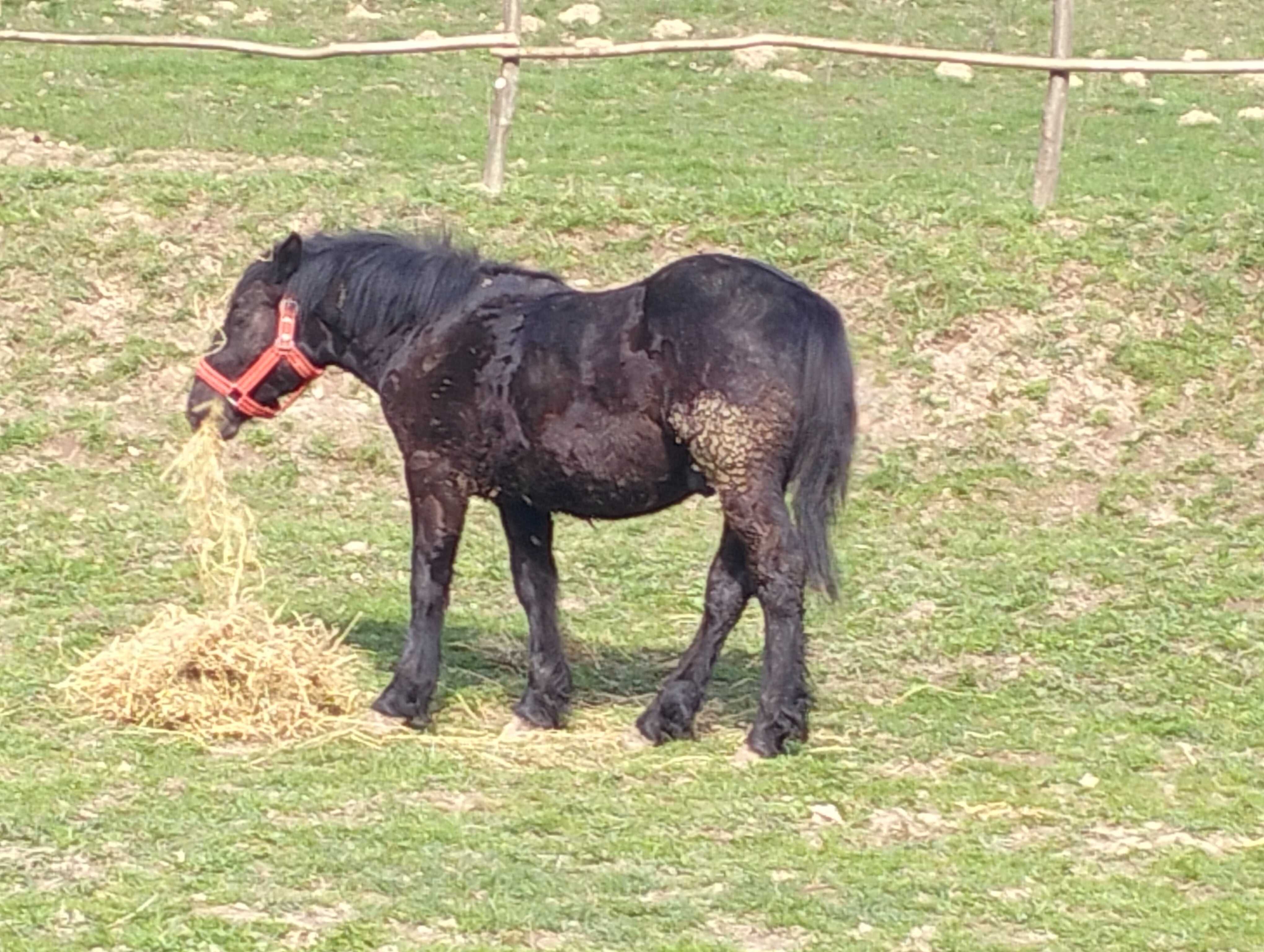 Vând iapa și mânz, mânza