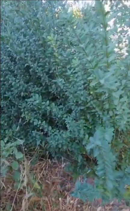 "Жасыл қоршау", живая изгородь(бирючина). Катальпа талы (ақ гүлді тал)