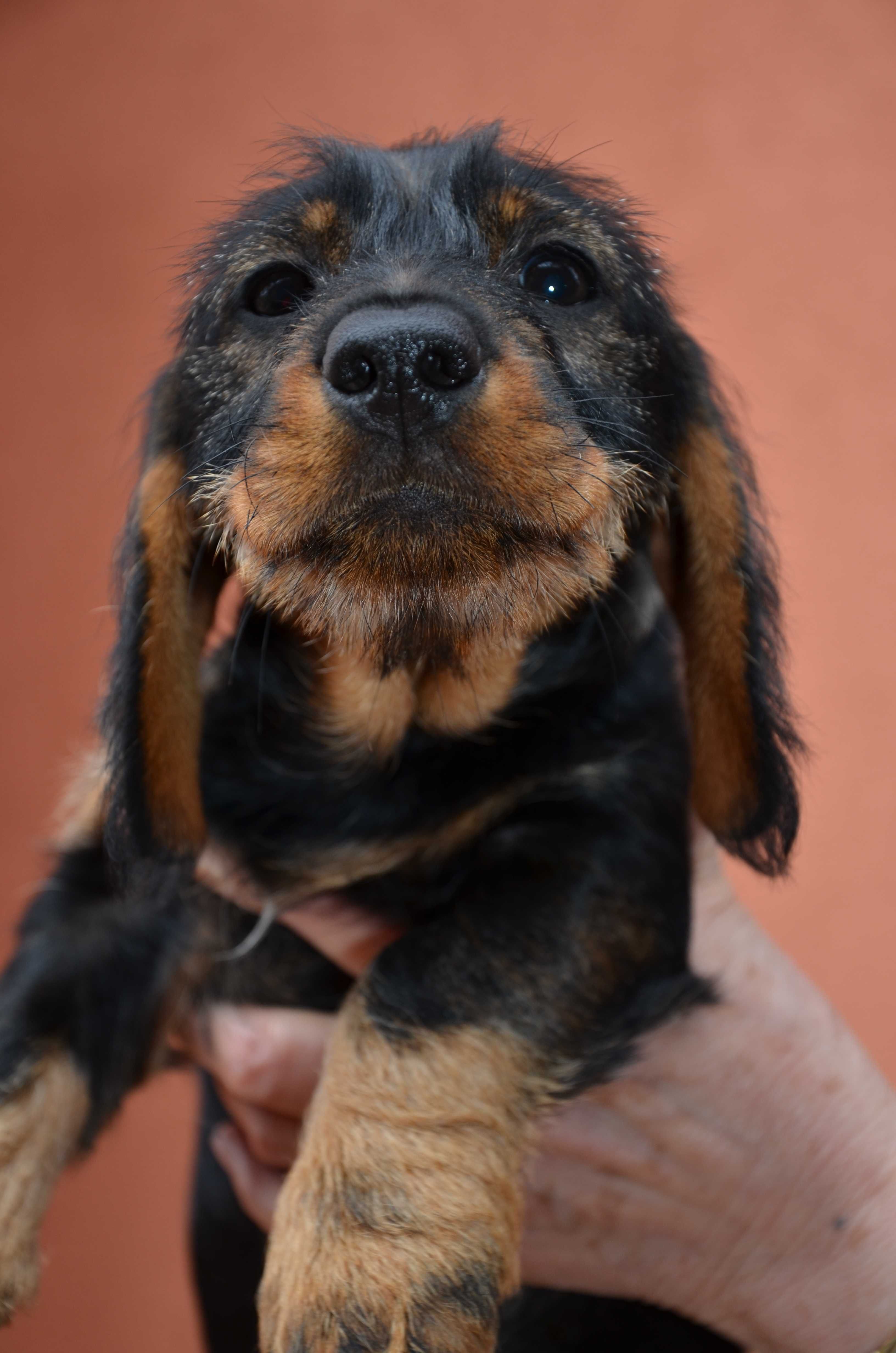 femela teckel sarmos standard , 4 luni , Pedigree A