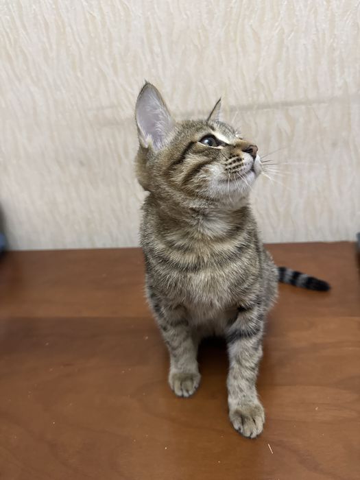 Котята отдам в хорошие руки