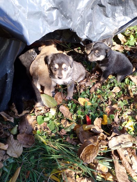 Donez catelusi metiși masculi !! Varsta circa 6 saptamani