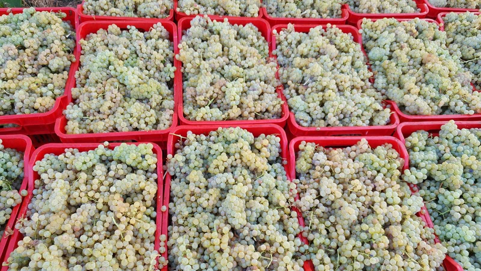 Struguri de vin albi-negri transport gratuit Braila pret de producator