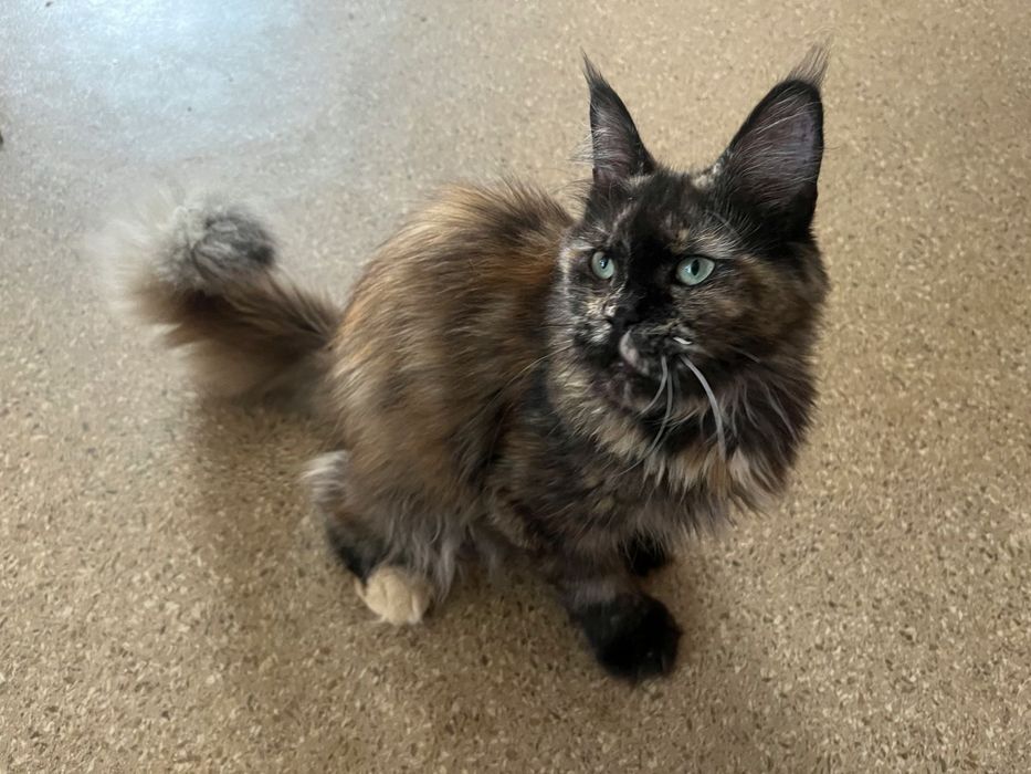 Pisica Maine Coon