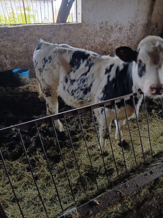 Cand 2 viltele belgiene