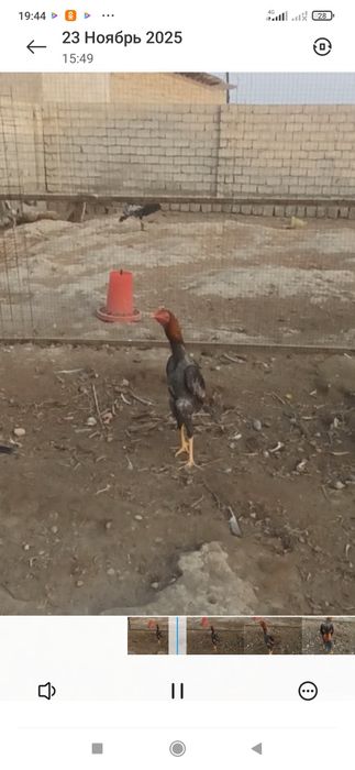 Кул жожа 7 ойлика кетяпти