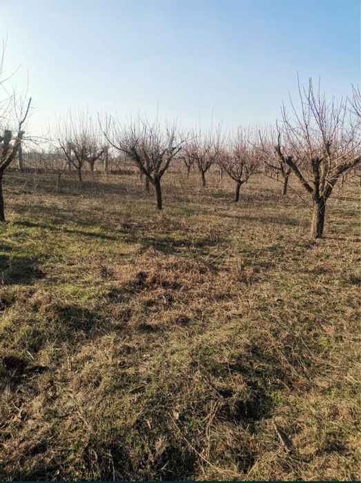 Livadă 5000 mp la șosea